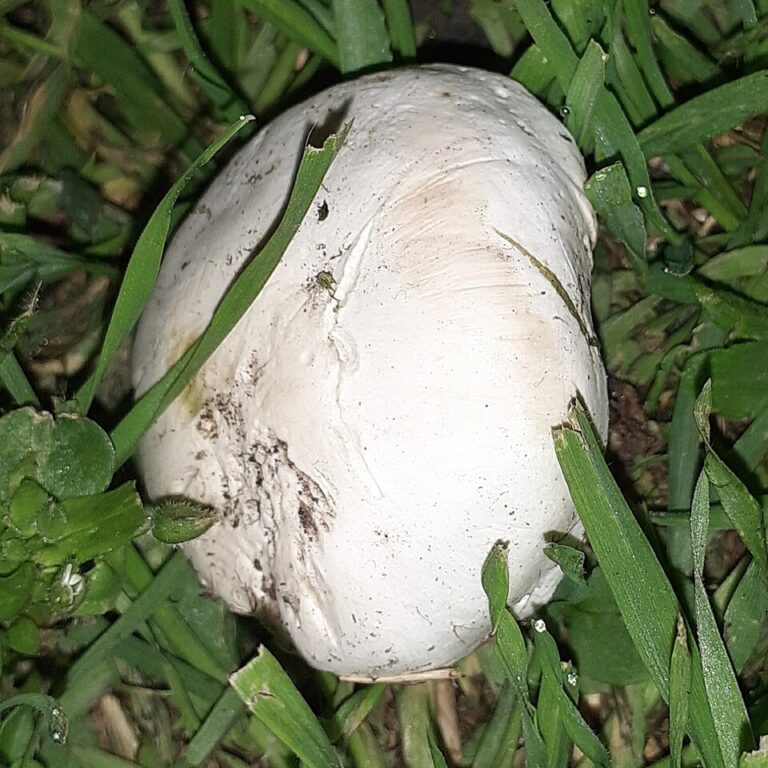 Čirůvka zašrcená