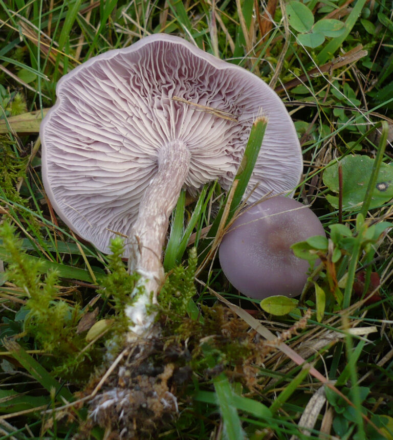 Čirůvka špinavá Čirůvka špinavá (Lepista sordida)