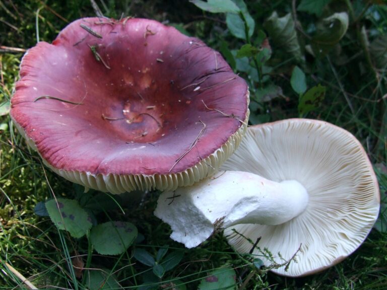 Holubinka tečkovaná (Russula vinosa)