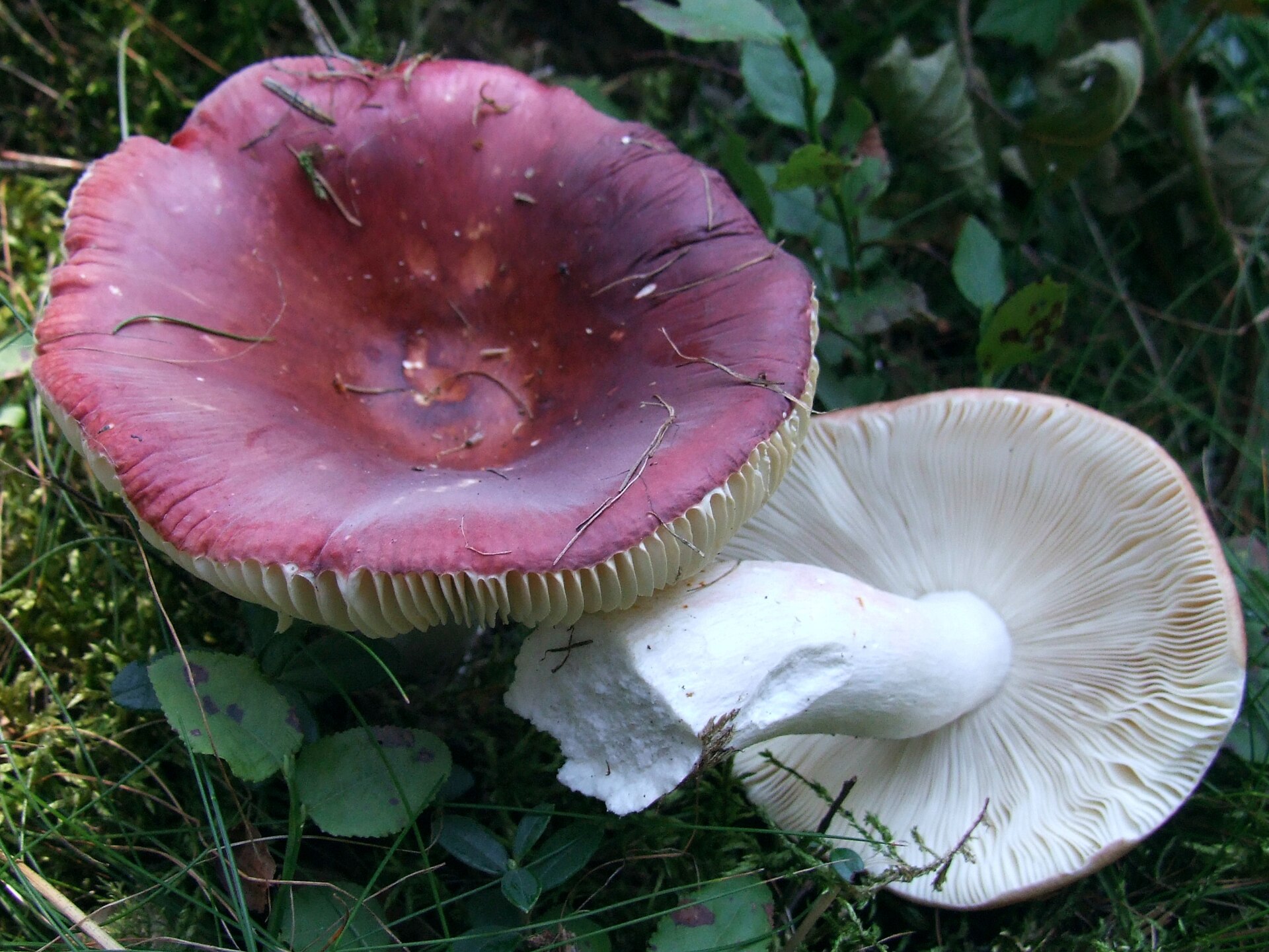Holubinka tečkovaná