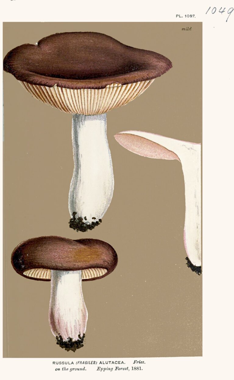 Holubinka podrusá (Russula alutacea)