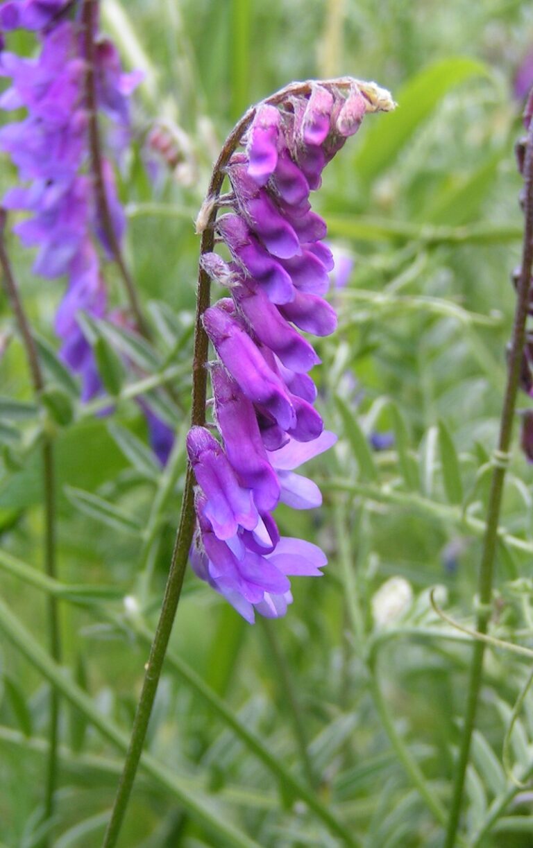 Víkev ptačí (Vicia cracca)
