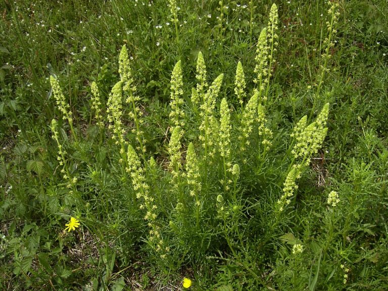 Rezeda žlutá (Reseda lutea)