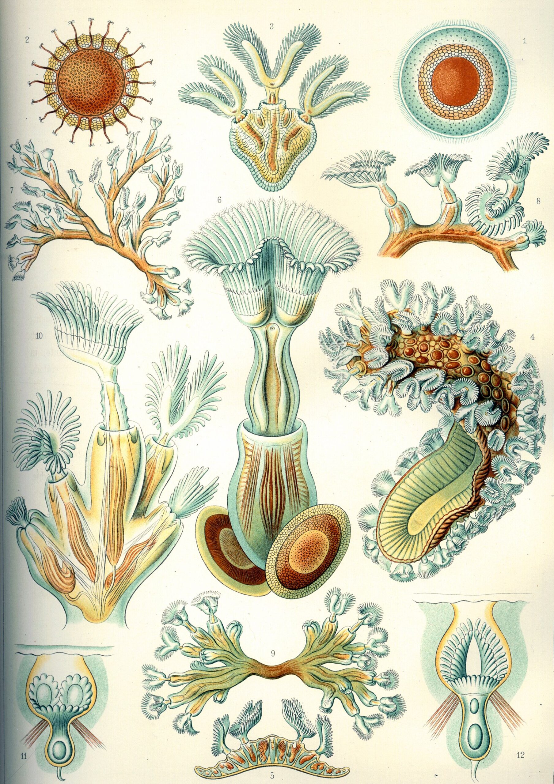 Mechovec