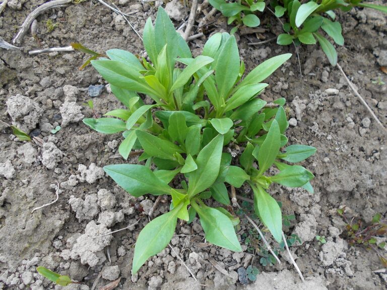 Mavuň červená (Centranthus ruber)