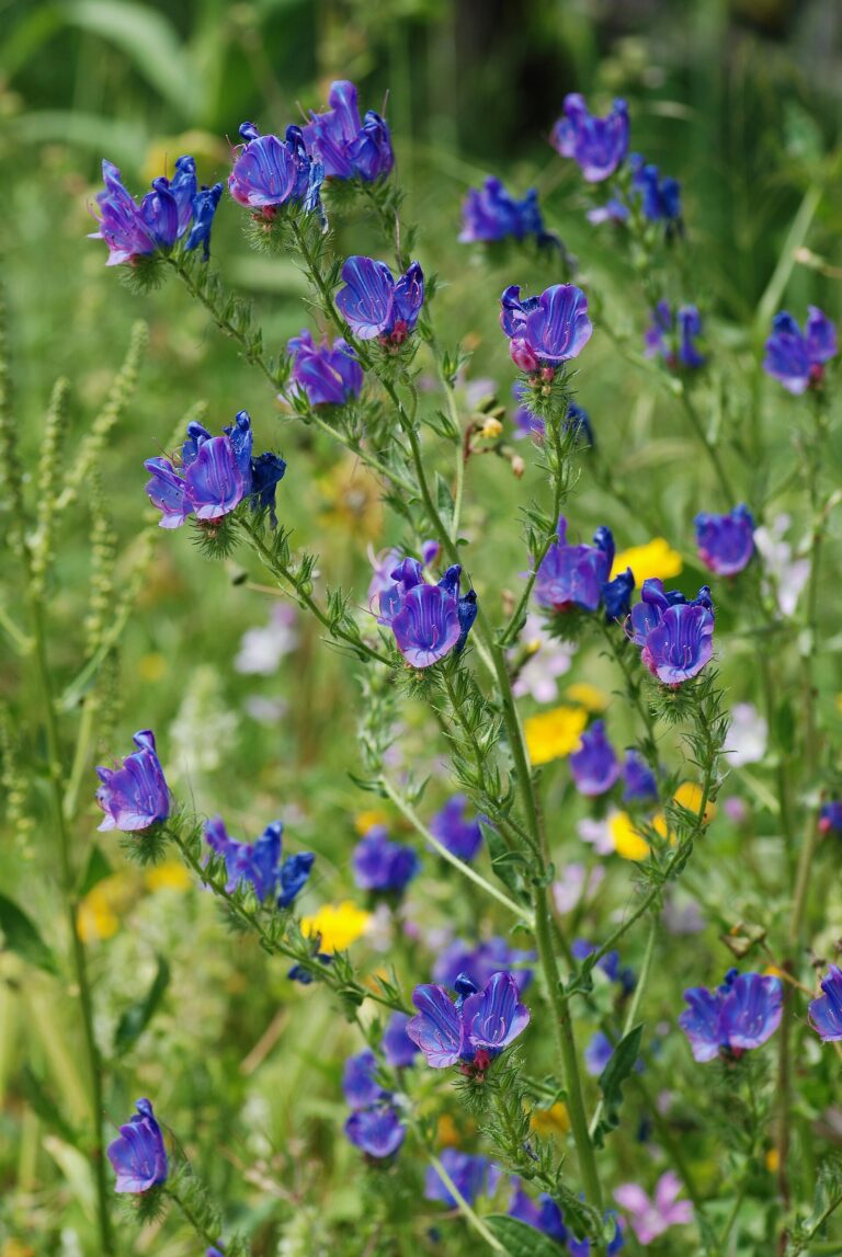 Hadinec jitrocelovitý (Echium plantagineum)