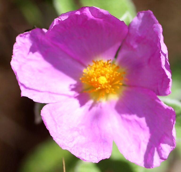 Cist šedavý (Cistus incanus)