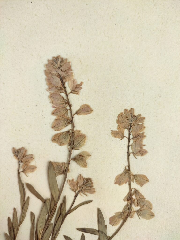 Vítod obecný (Polygala vulgaris)