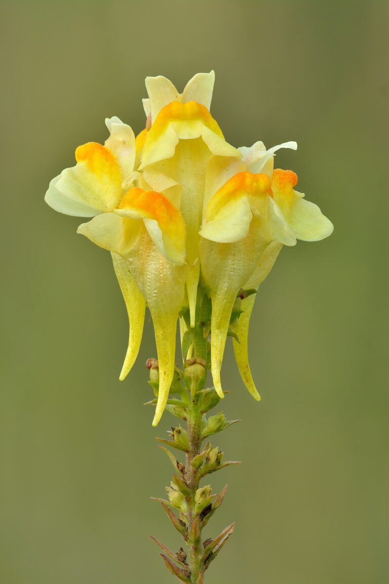 Lnice obecná (Linaria vulgaris)