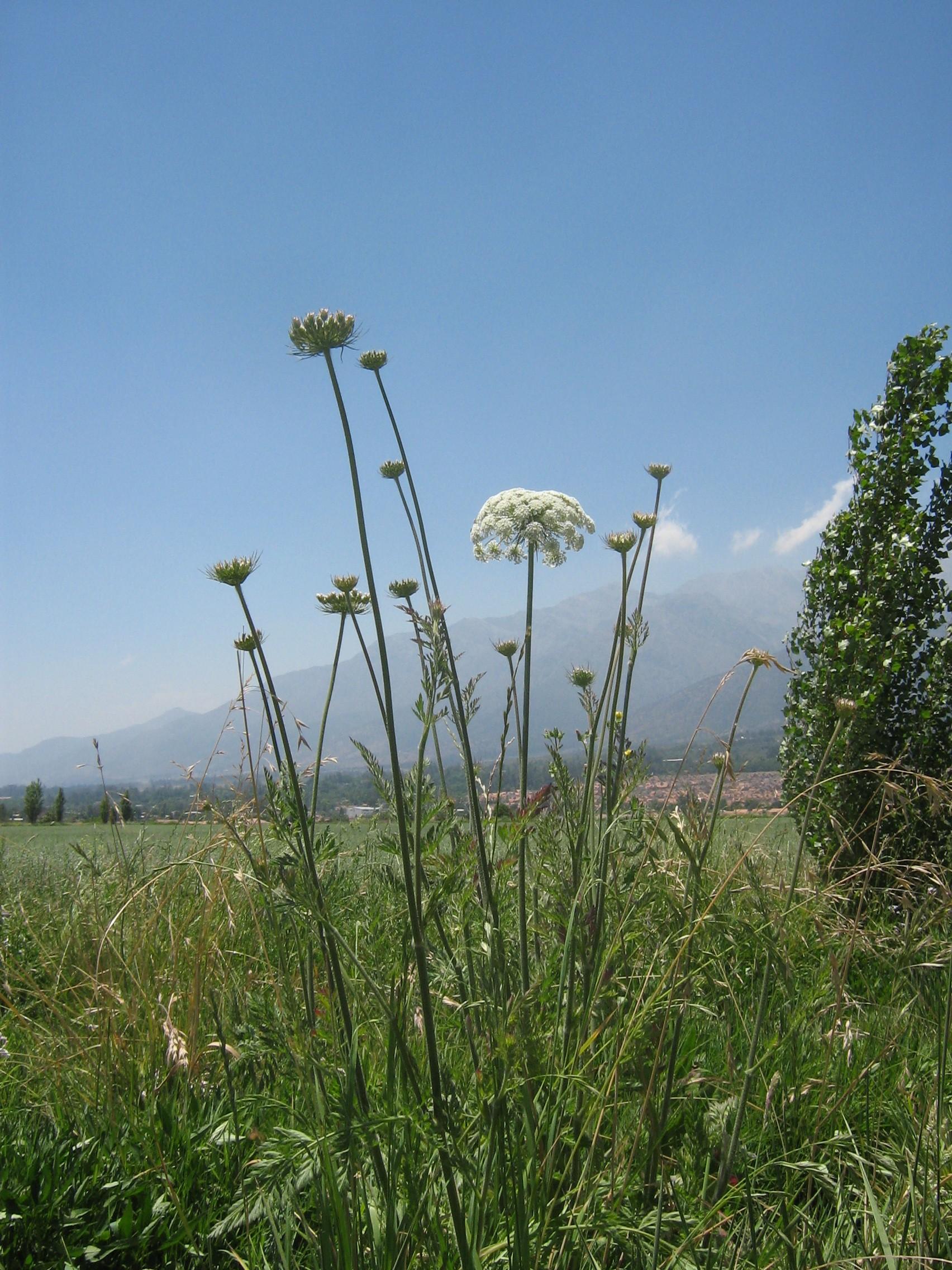 Pakmín visnaga