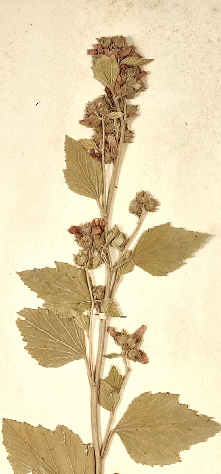 Proskurník lékařský (Althaea officinalis)