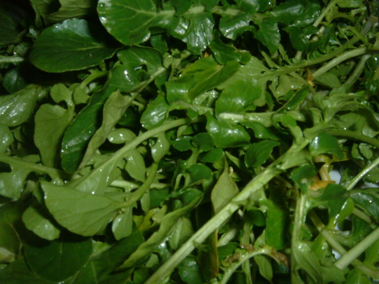 Potočnice lékařská