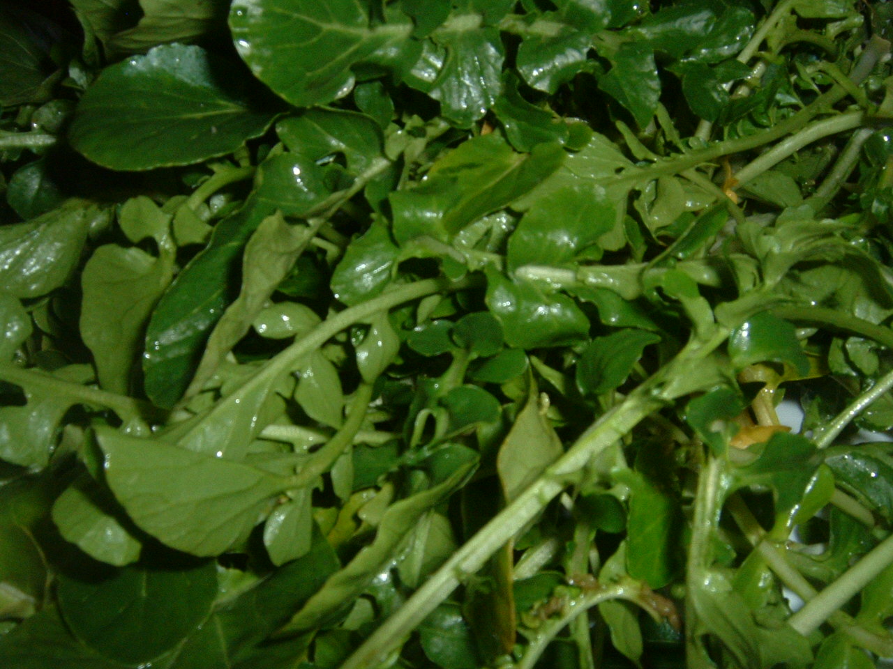Potočnice lékařská