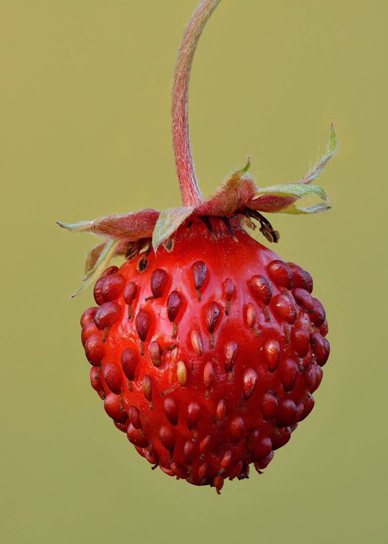 Jahodník lesní (Fragaria vesca)
