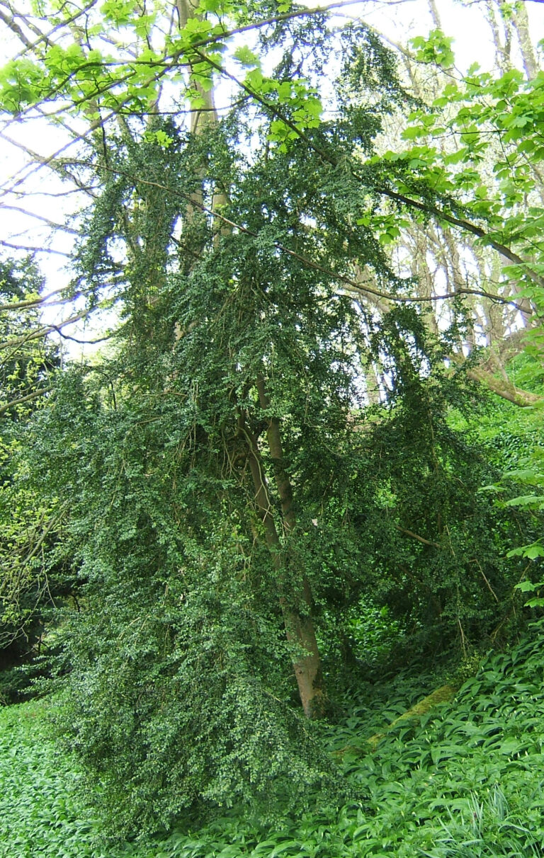 Zimostráz vždyzelený (Buxus sempervirens)