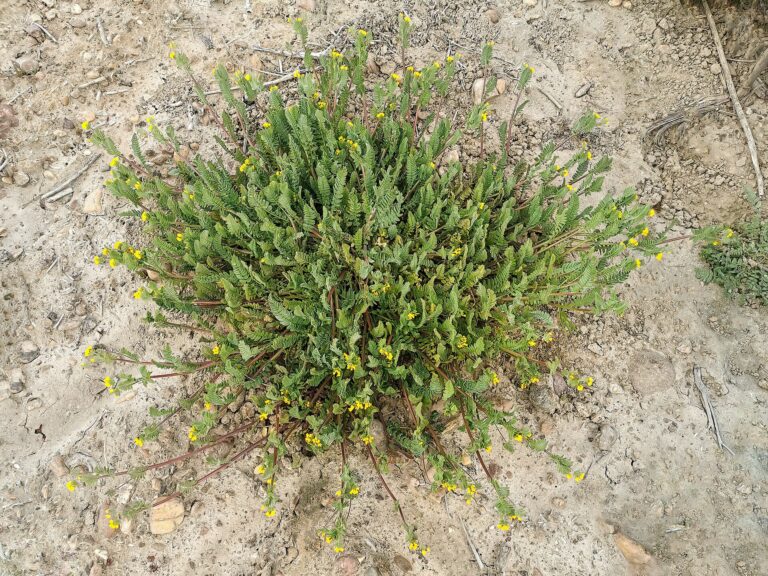 Ptačí noha smáčknutá (Ornithopus compressus)