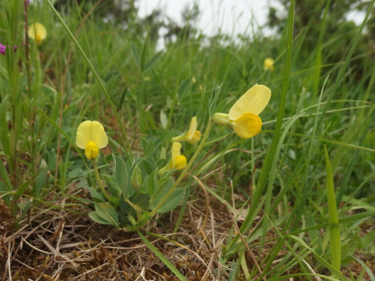Ledenec přímořský (Lotus maritimus)