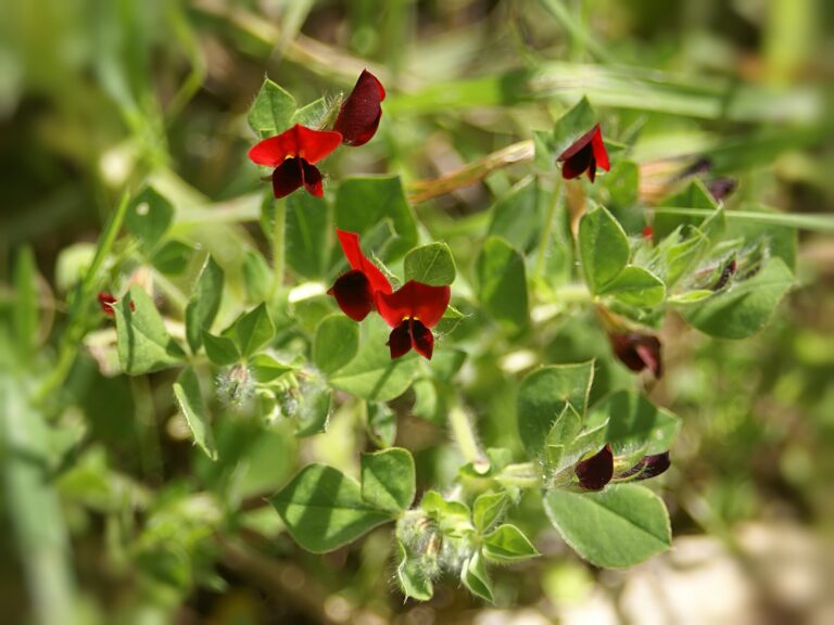 Ledenec nachový (Tetragonolobus purpureus)