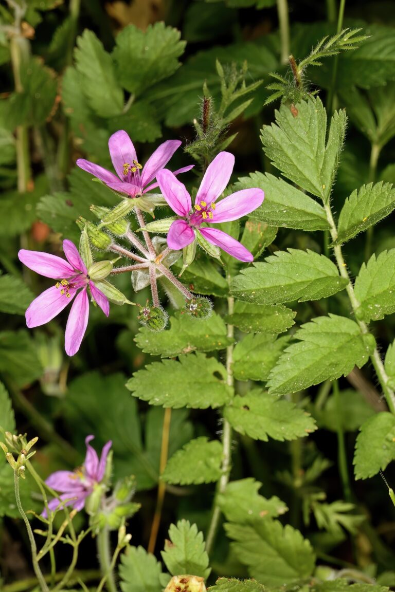 Pumpava pižmová (Erodium moschatum)