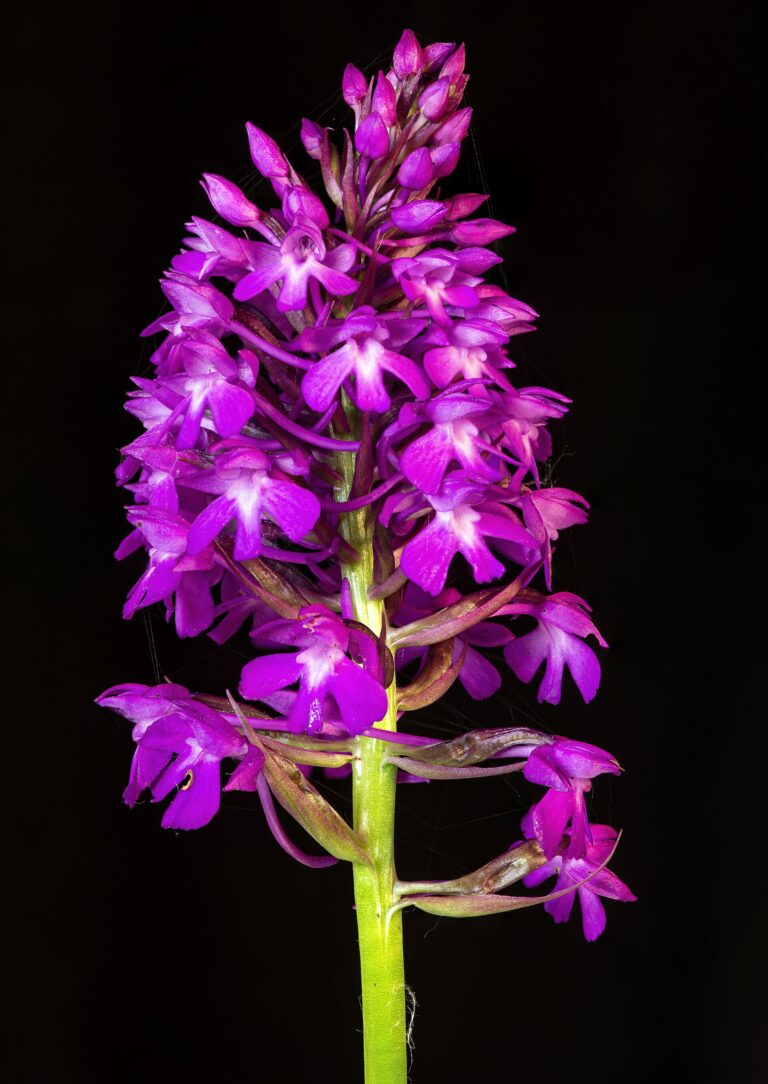 Rudohlávek jehlancovitý (Anacamptis pyramidalis)