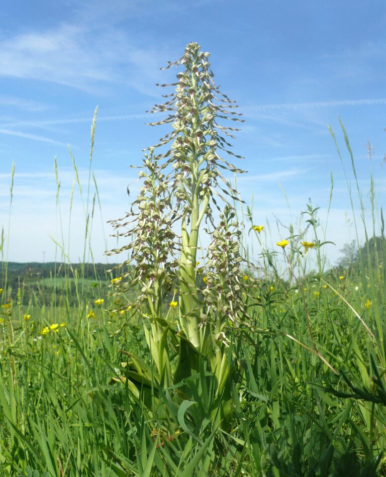 Jazýček kozlí (Himantoglossum hircinum)