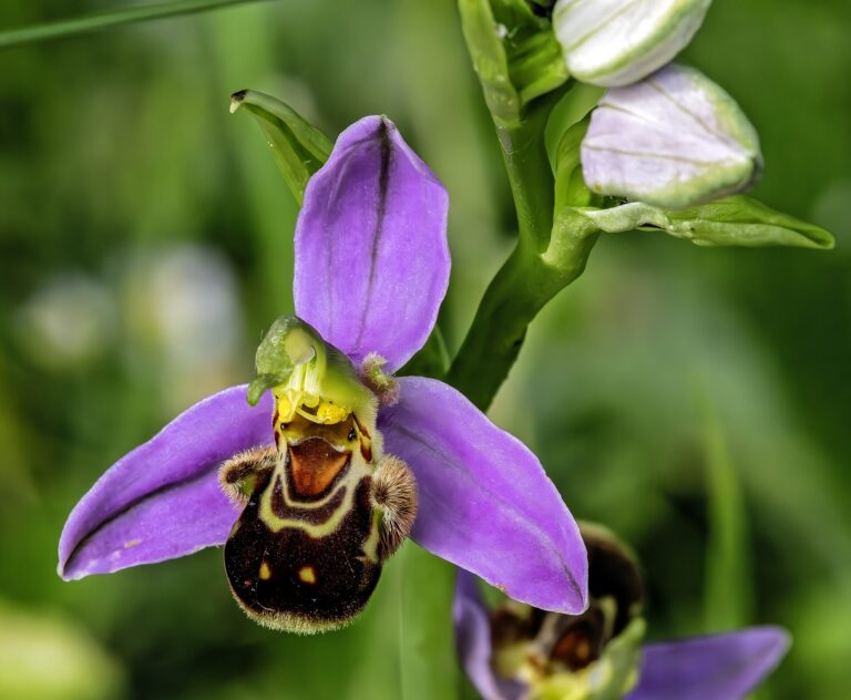 Tořič včelonosný (Ophrys apifera)