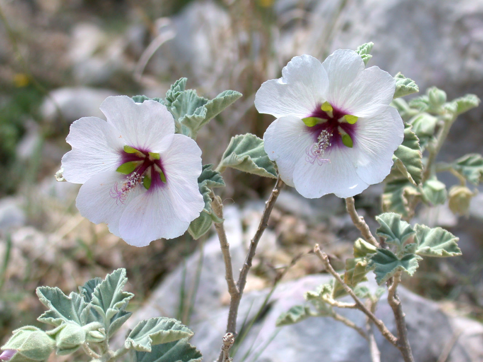 Lavatera maritima