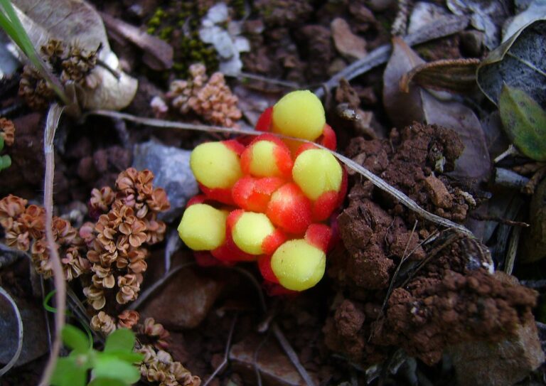 Ozora obecná (Cytinus hypocistis)