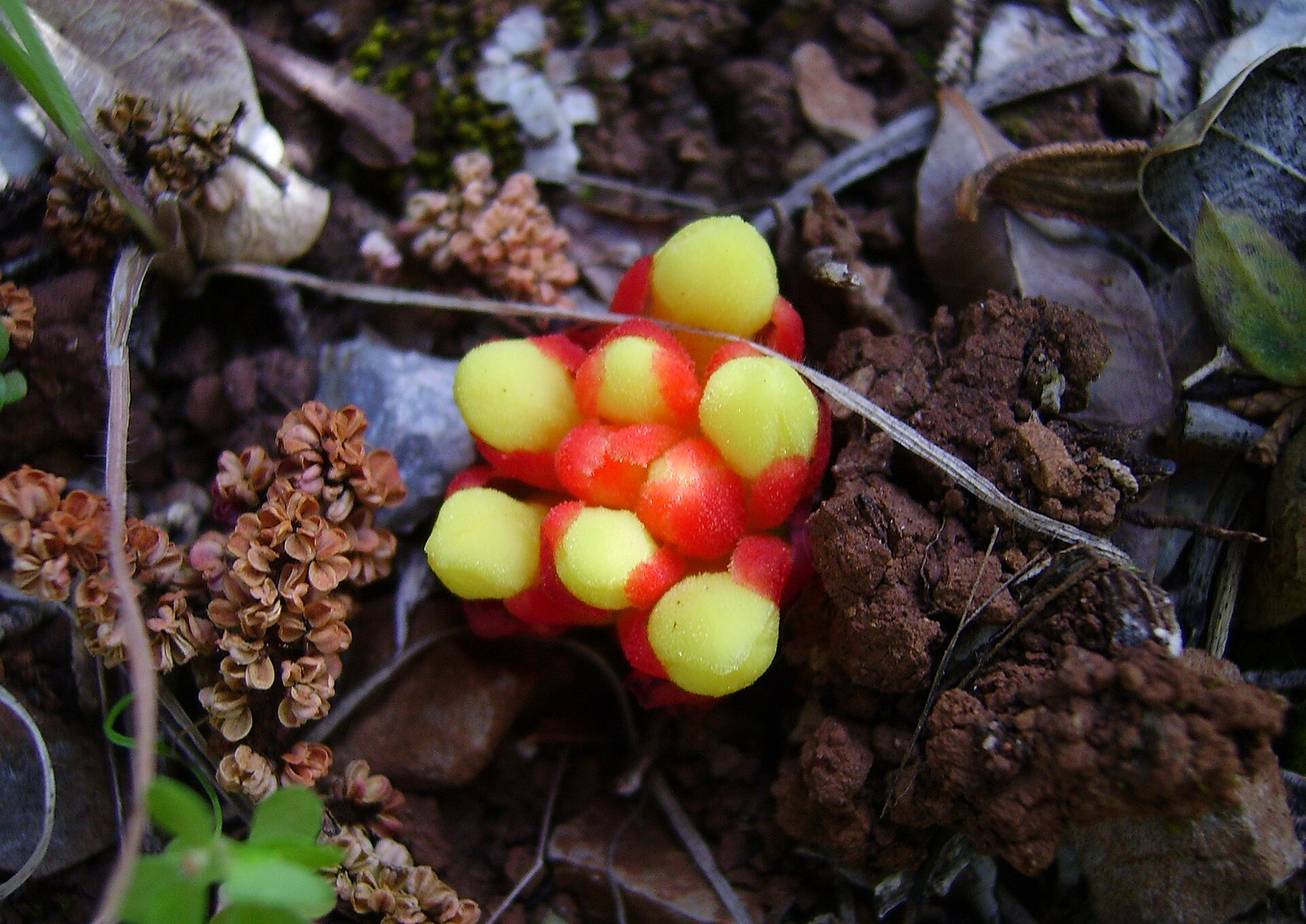 Ozora obecná