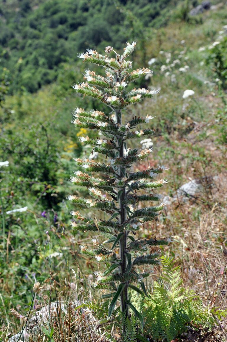 Hadinec italský (Echium italicum)
