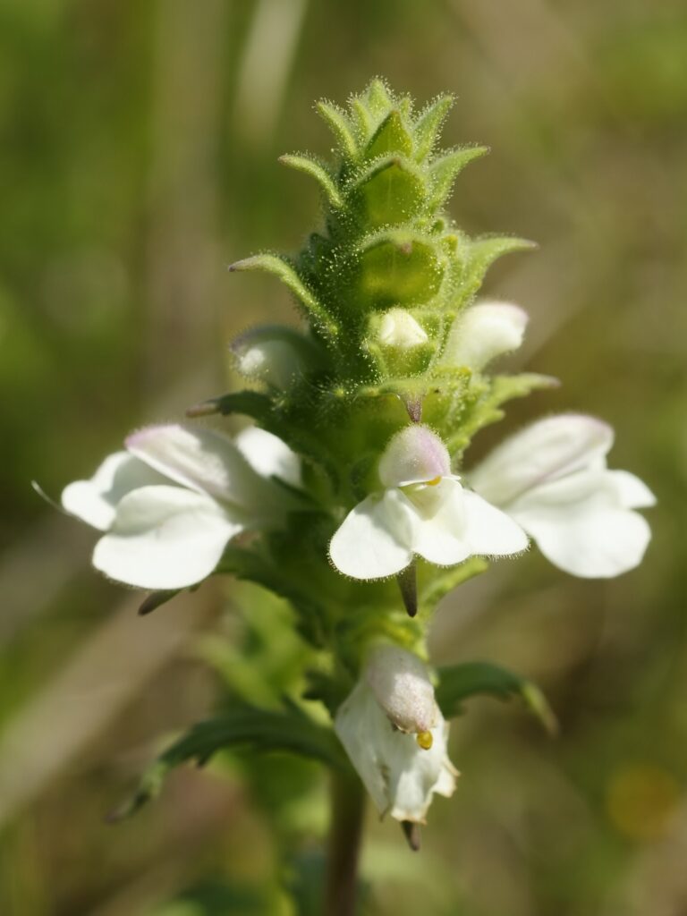 Belardie hřebenitá (Bellardia trixago)