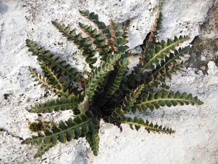 Kyvor lékařský (Ceterach officinarum)
