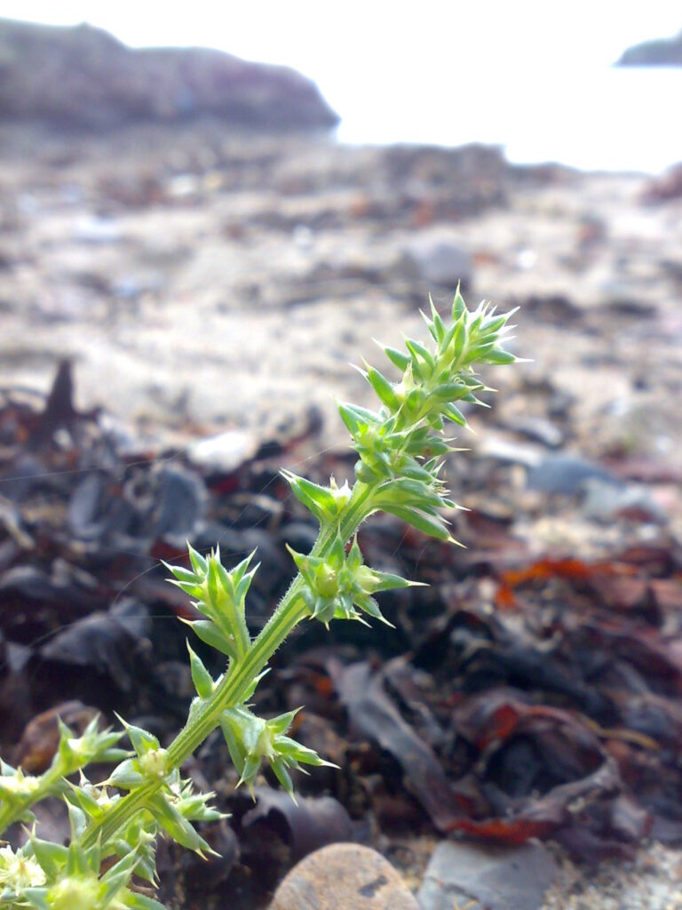 Slanomil potašový (Salsola kali)