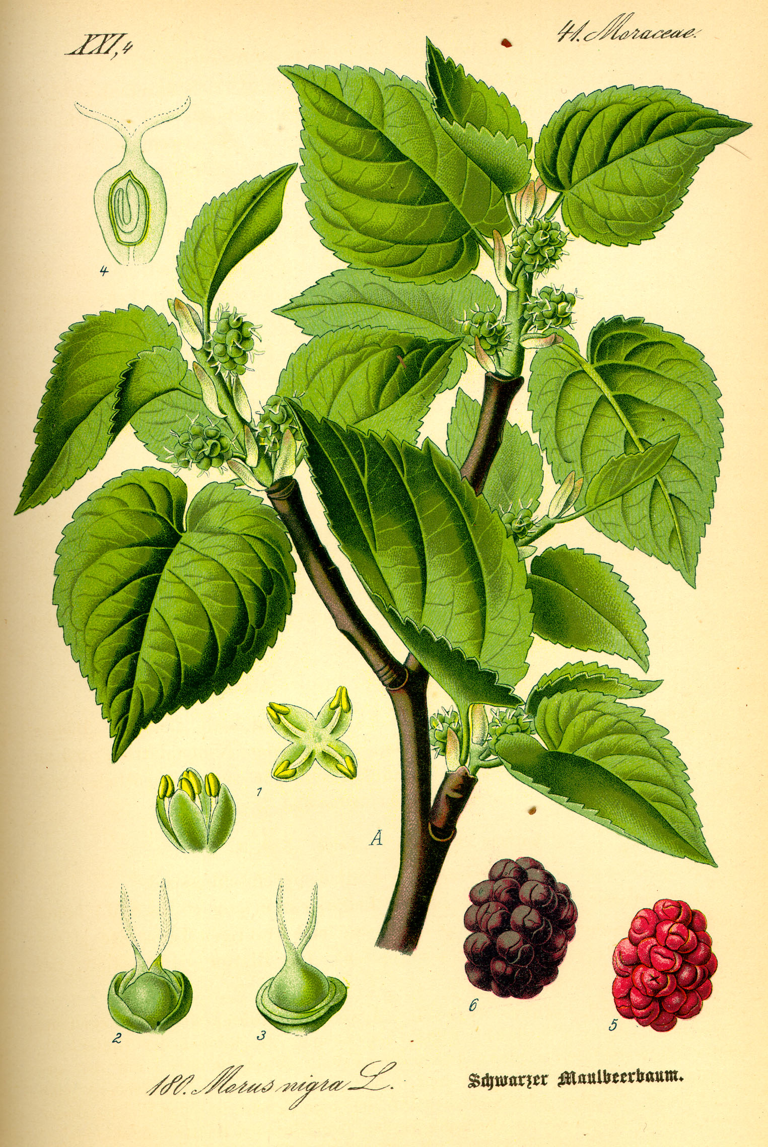 Morušovník černý
