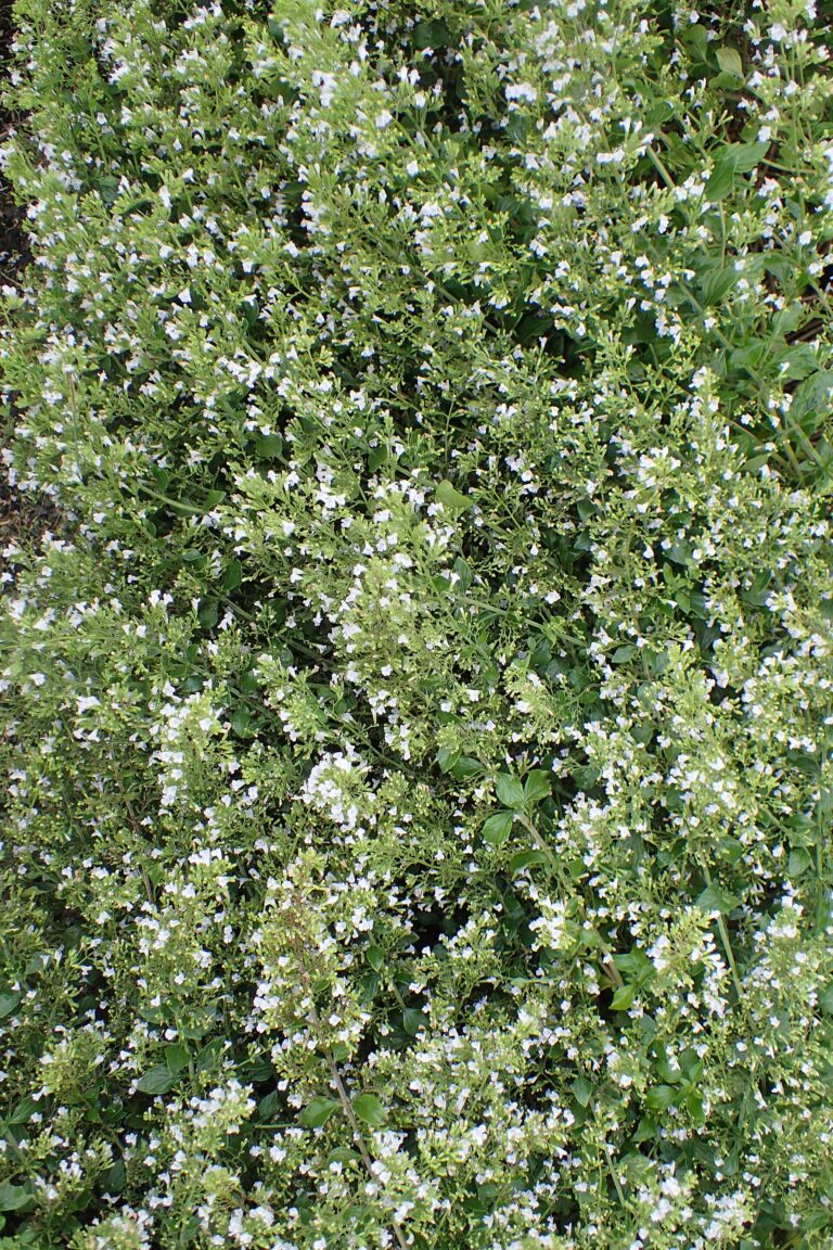 Marulka šantovitá žláznatá (Calamintha nepeta)