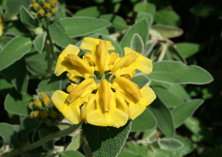 Sápa křovitá (Phlomis fruticosa)