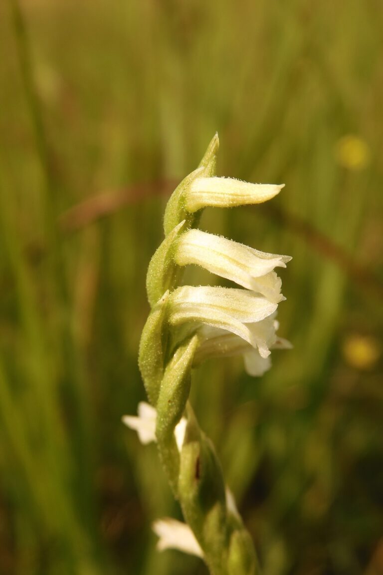 Švihlík letní (Spiranthes aestivalis)
