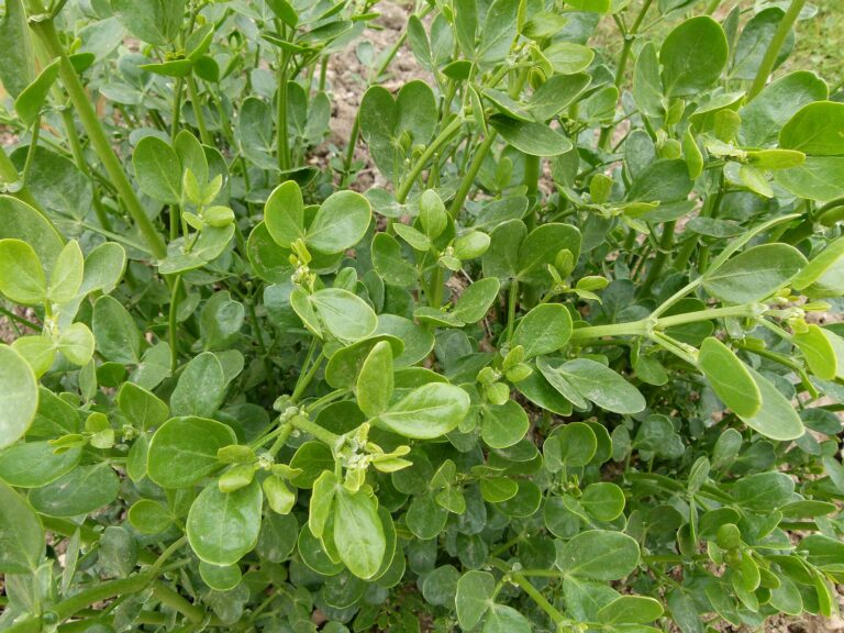 Kaciba bobovitá (Zygophyllum fabago)