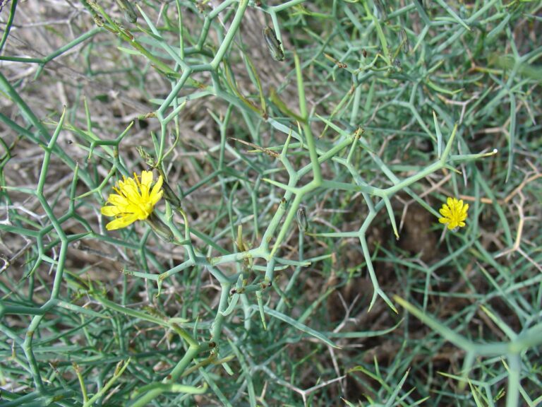 Launea křovitá (Launaea arborescens)