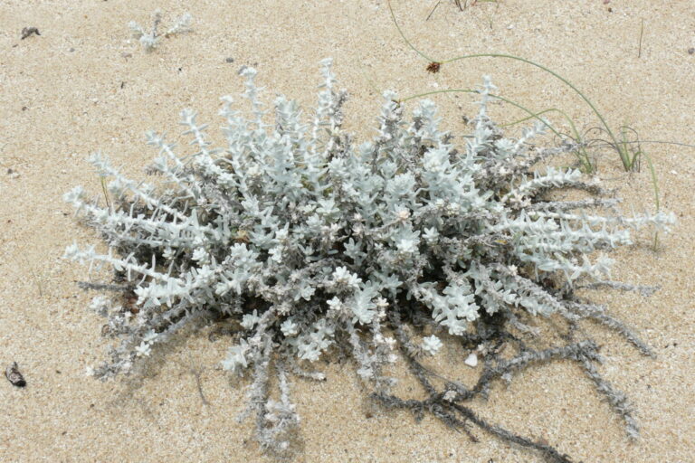 Starčkovec přímořský (Otanthus maritimus)