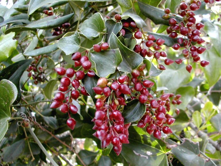 Přestup osténkatý (Smilax aspera)
