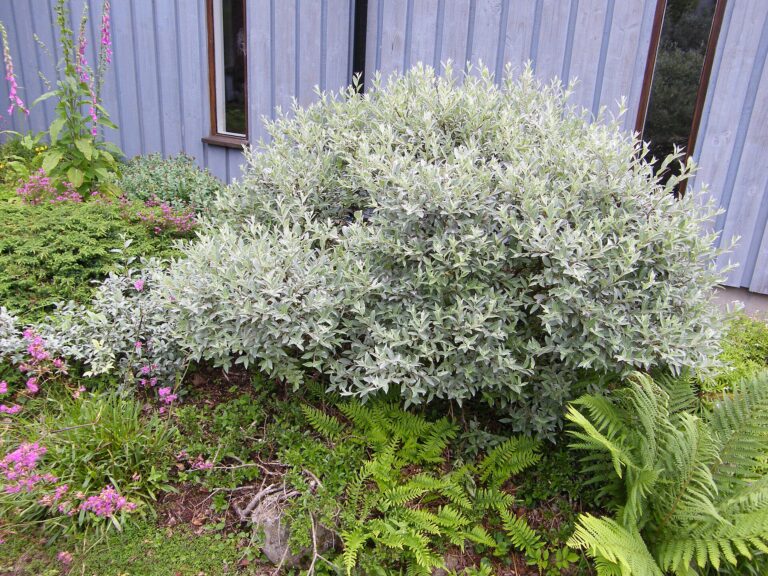 Vrba laponská Vrba laponská (Salix lapponum)