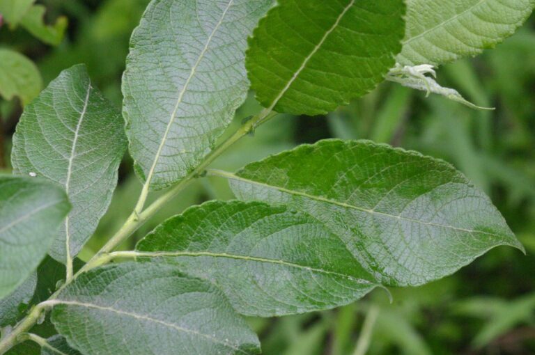 Vrba velkolistá (Salix appendiculata)