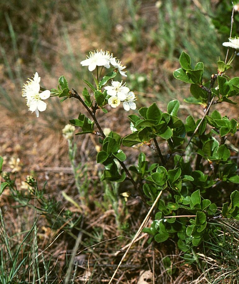 Višeň křovitá (Prunus fruticosa)