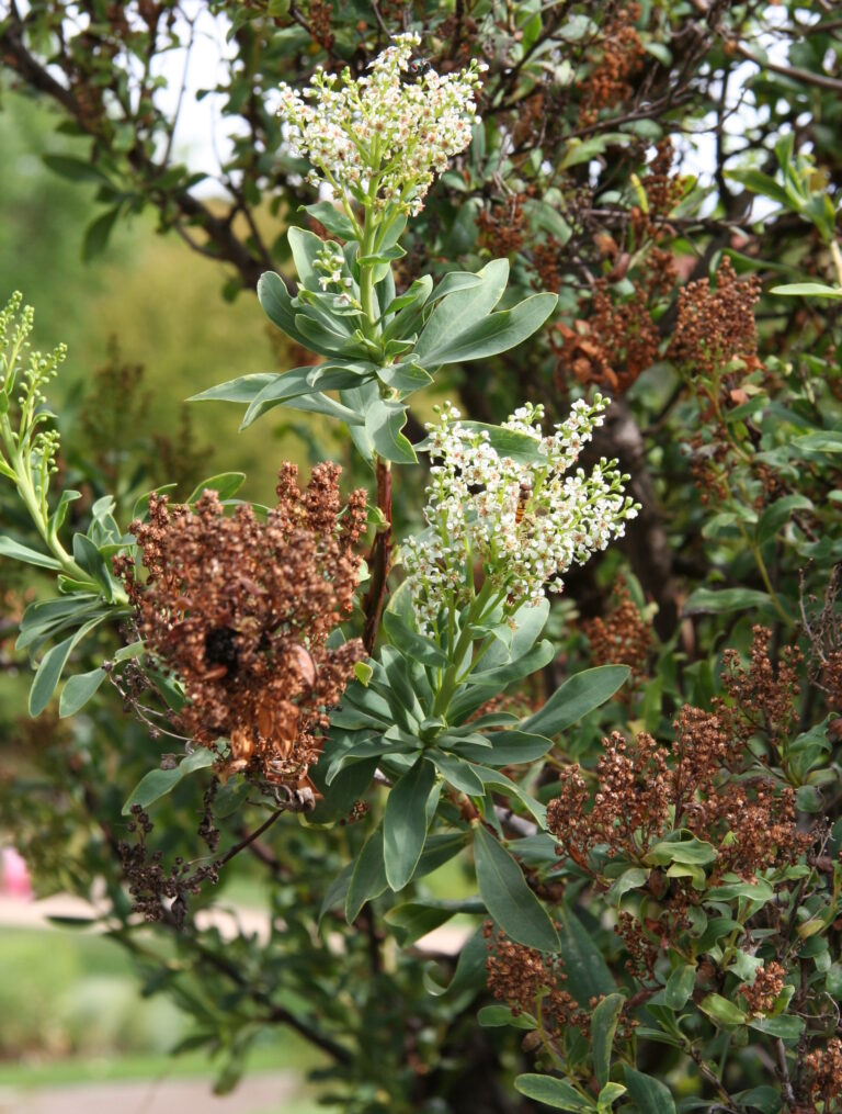 Sibiřanka hladká (Sibiraea laevigata)