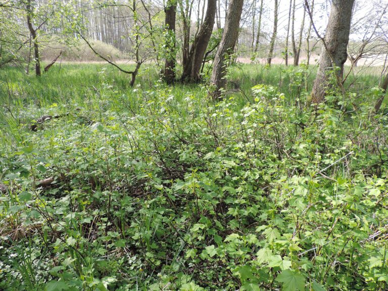 Meruzalka černá (Ribes nigrum)