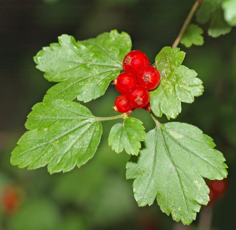 Meruzalka alpská (Ribes alpinum)