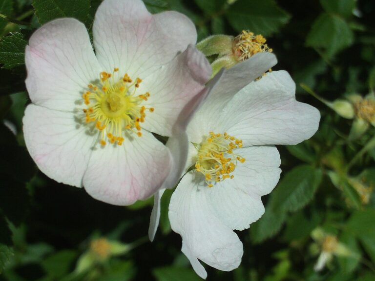 Růže čnělkatá (Rosa stylosa)