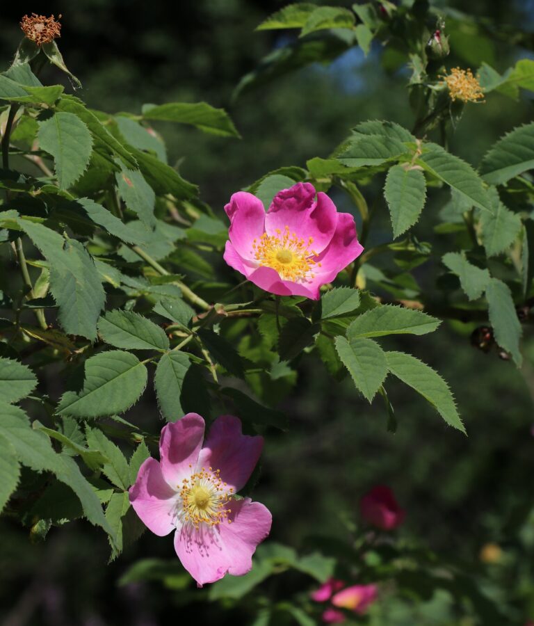 Růže drsnolistá Růže drsnolistá (Rosa marginata)