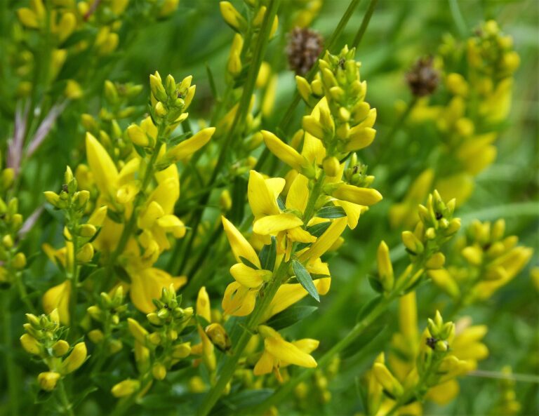 Kručinka barvířská (Genista tinctoria)